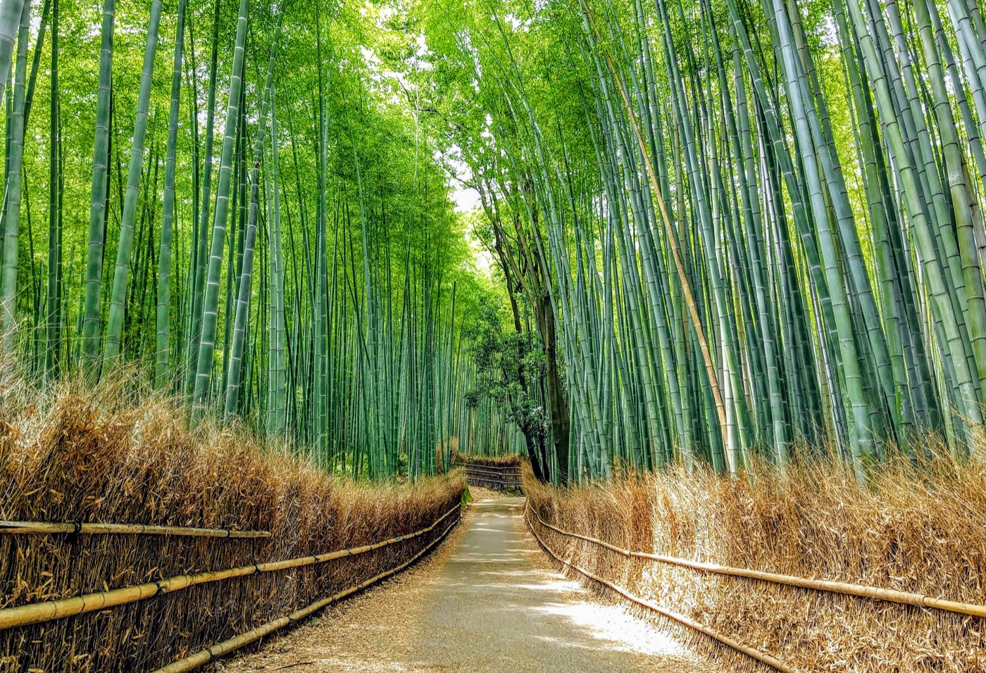 Foresta bambù Arashiyama